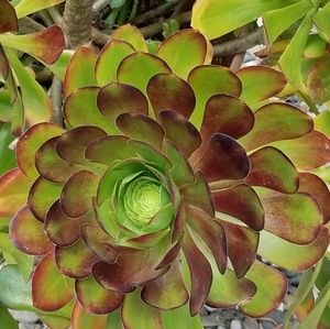 Gigantic  Aenium  cuttings  succulent